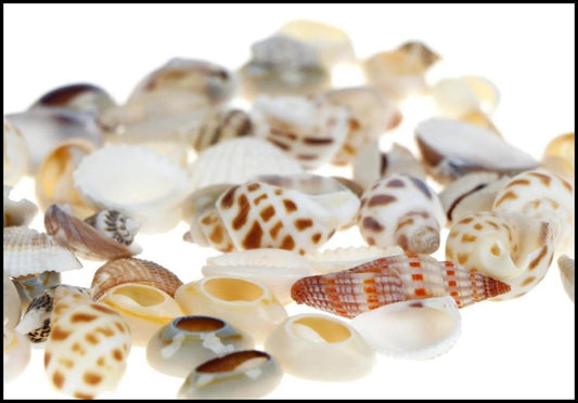 Mini Decorative Shells - Various Types - Approx. 1 CM - Total 40 Grams V1189-WXFBOL-79-1