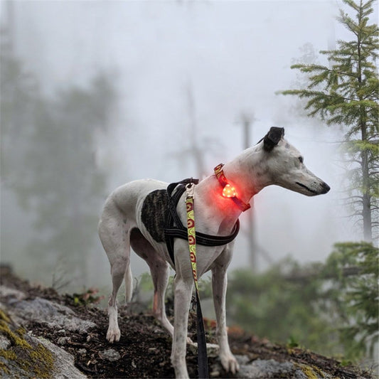 2pcs Rechargeable Collar Light - Carabiner Keychain Clip with LED Light - Clip Color-Changing Light for Dog V1192-AZ-W-0196