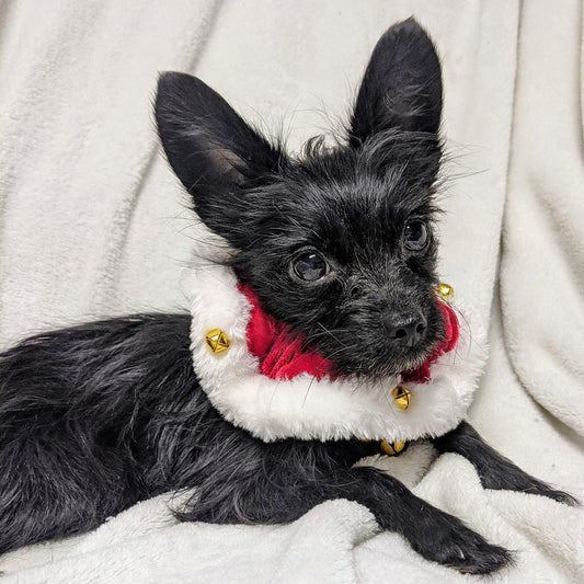 Pet Scrunchy | Santa (Red, M) | Festive Christmas/Holiday Neckwear for Dogs/Cats | Fun Stretchable Costume V1192-AZ-W-3015