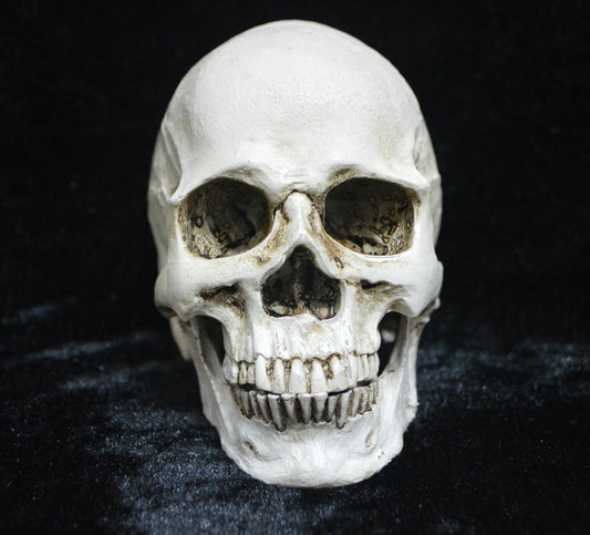 Life-size Replica of Realistic Human Skull, Head Bone Model, Anatomy White Resin Skull High Precision V1237-ZY-203-1047