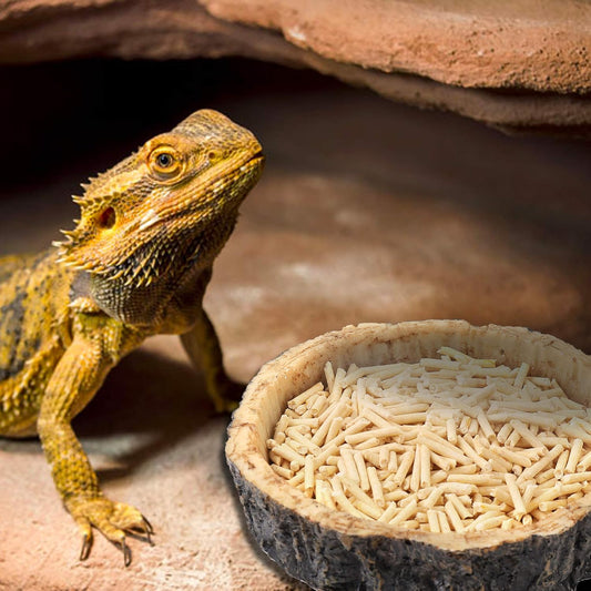 2 Pack Reptile Water and Food Bowls, Novelty Food Bowl for Lizards, Young Bearded Dragons, Small Snakes and V1258-DP02-B-1222