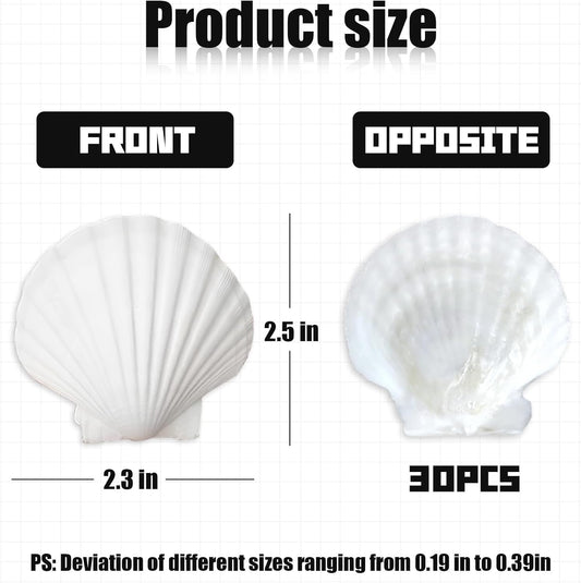 30Pcs Seashells for Crafts,Scallop Shells for Beach Decoration,2-3In Seashells for DIY Craft Painting, White V1258-DP02-B-3251
