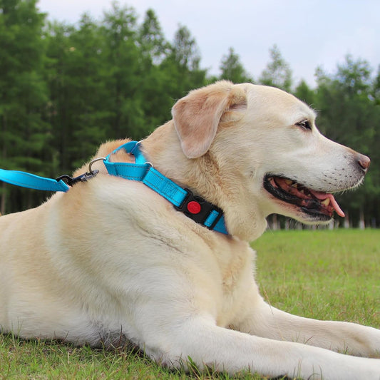 Martingale Dog Collar(12.5-16''), 6FT Double Handle Leash for Training, Sky Blue - V1259-DP01-A-4634