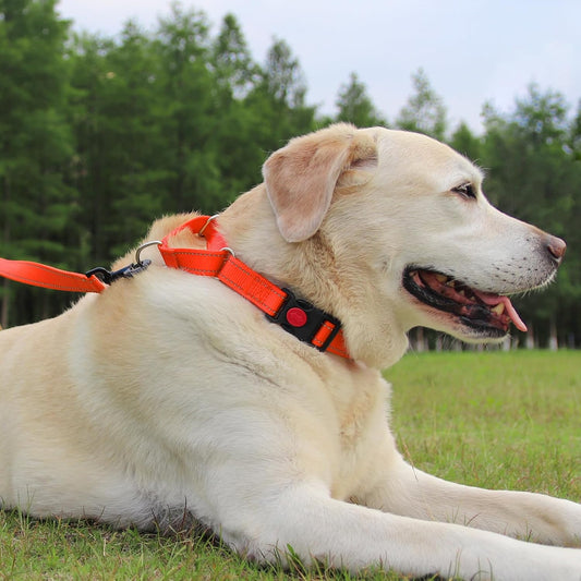 Martingale Dog Collar(16-20"), 6FT Double Handle Leash for Training, Orange - V1259-DP01-A-4638