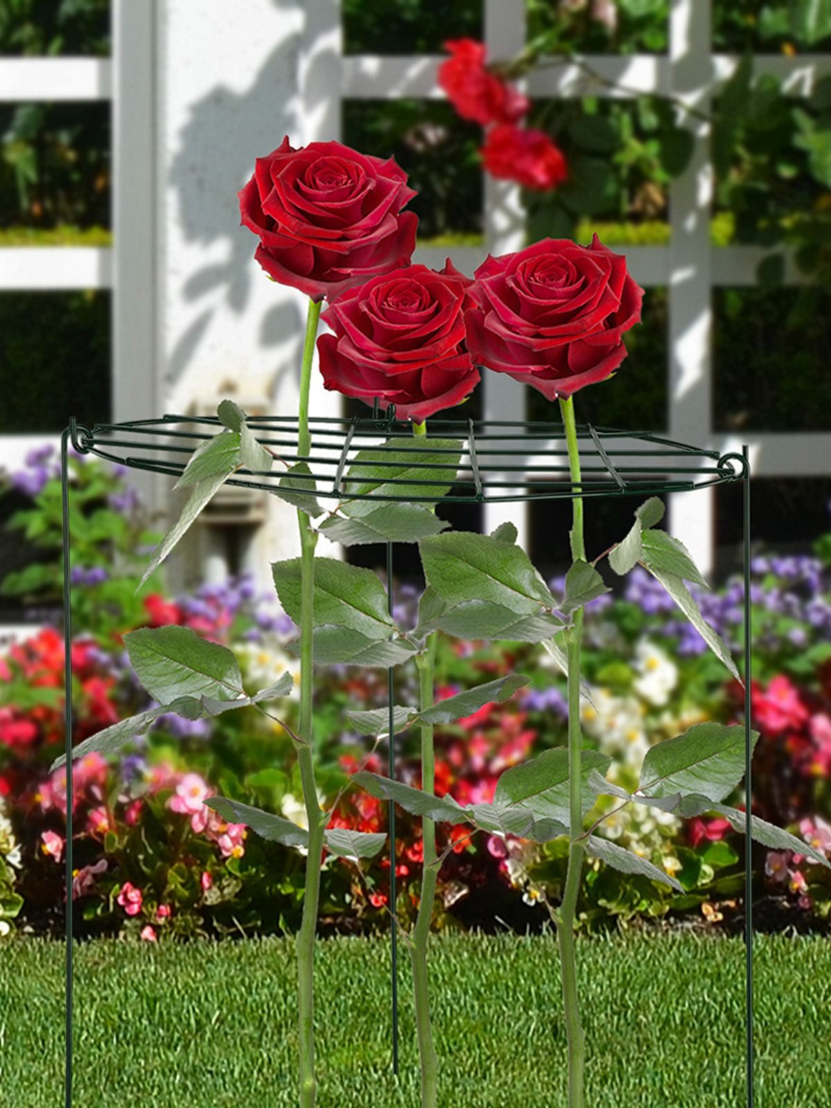 Garden Grid Shaped Iron Metal Plant Stand Strawberry Stand Plant Support Stake V1294-YM0523-211007QY01