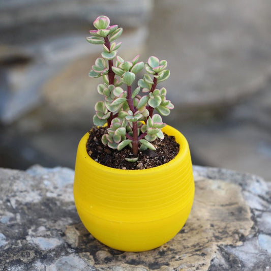 Succulent Pot Mini Seedling Flower Container Plastic Flower Pot for Garden Courtyard BalconyYellow V1294-YM0523-3111220000111