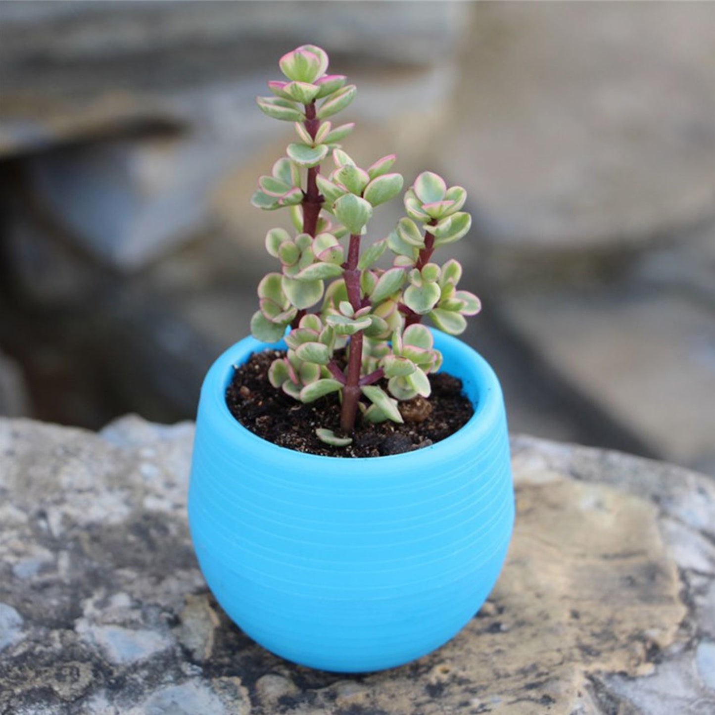 Succulent Pot Mini Seedling Flower Container Plastic Flower Pot for Garden Courtyard BalconyBlue V1294-YM0523-3111220000113