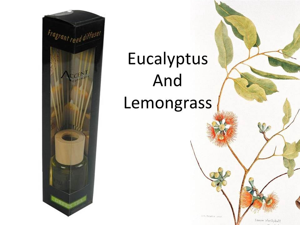 bulk 24 Scented Oil Diffuser Lemongrass Eucalyptus 50ml 8 Rat Sticks V637-INC22619