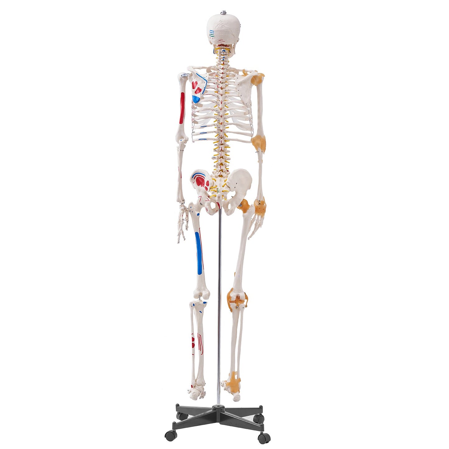 Human Skeleton Model for Anatomy, 182 cm Life Size, Accurate PVC Anatomy Skeleton Model with Ligaments, V952-GGJRQGMX1JTHBQTJ3V0