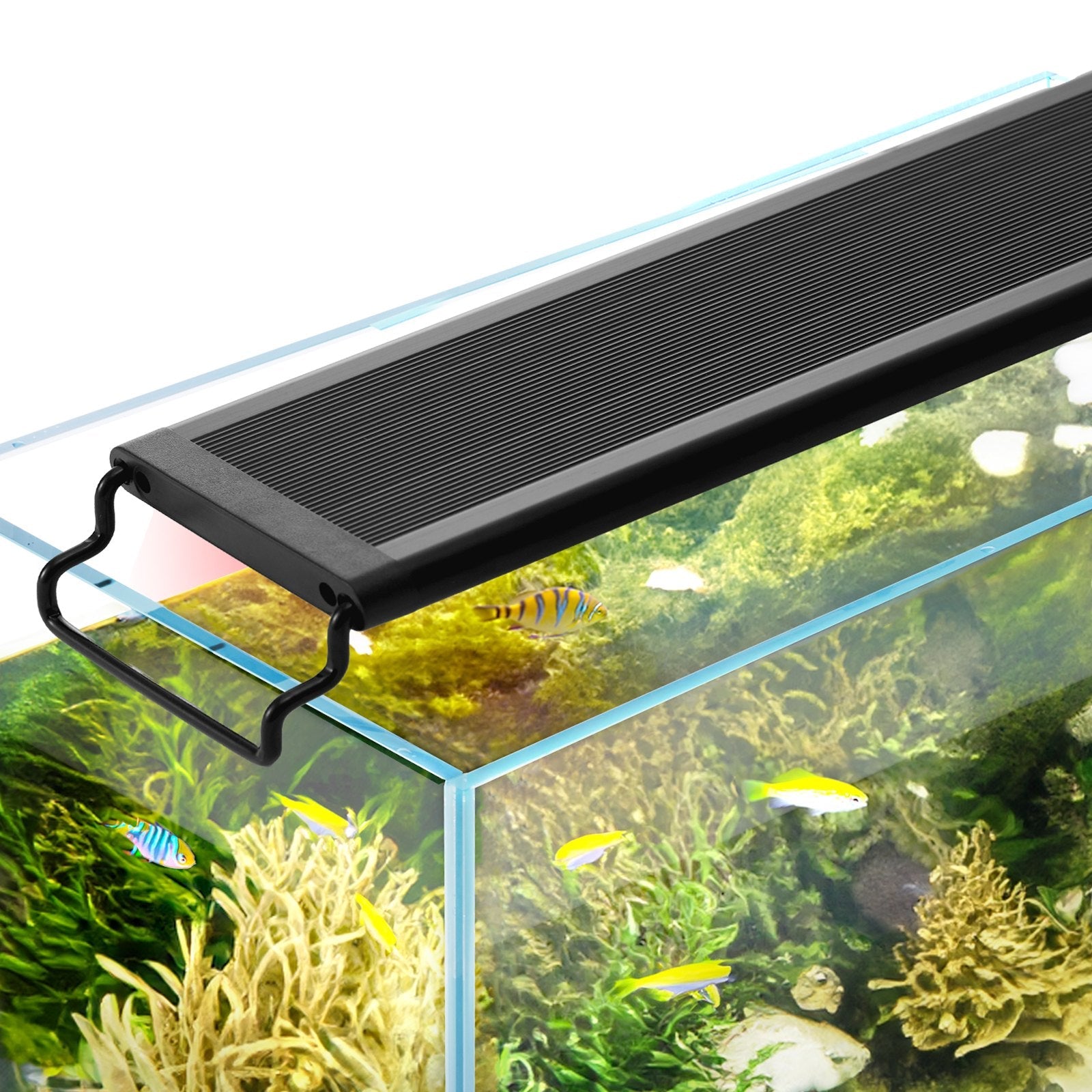Aquarium Lighting
