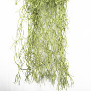 Artificial Air Plant Spanish Moss - Old Man Beard 60cm V77-1097763