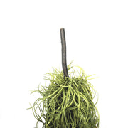 Artificial Air Plant Spanish Moss - Old Man Beard 60cm V77-1097763