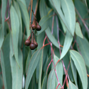 Eucalyptus Essential Oil V1049-E330