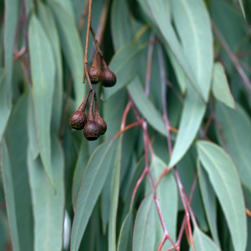 Eucalyptus Essential Oil V1049-E330
