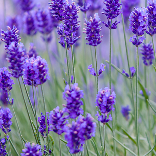 Lavender Essential Oil V1049-E500