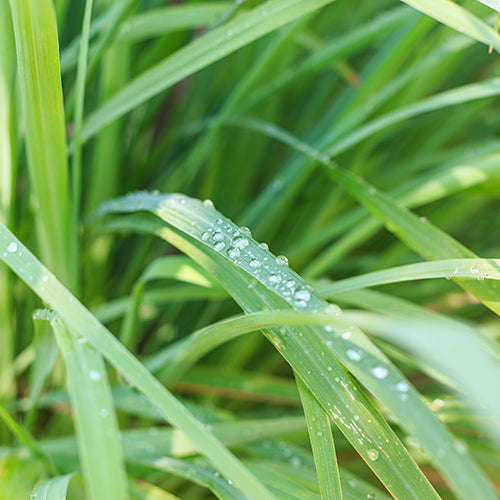 Lemongrass Essential Oil V1049-E525