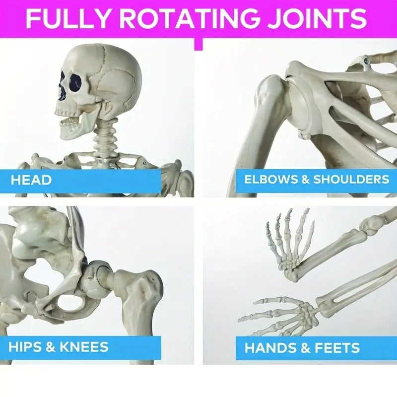 Life Size Standing Skeleton with Movable Joints V1142-LP601103078257558
