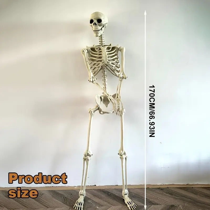 Life Size Standing Skeleton with Movable Joints V1142-LP601103078257558