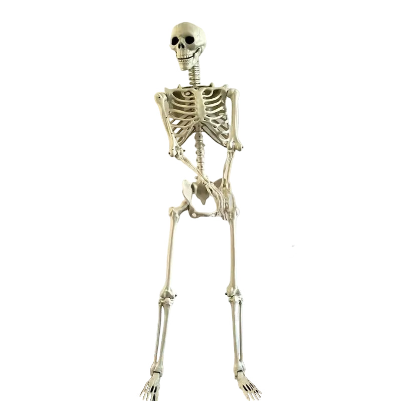 Life Size Standing Skeleton with Movable Joints V1142-LP601103078257558