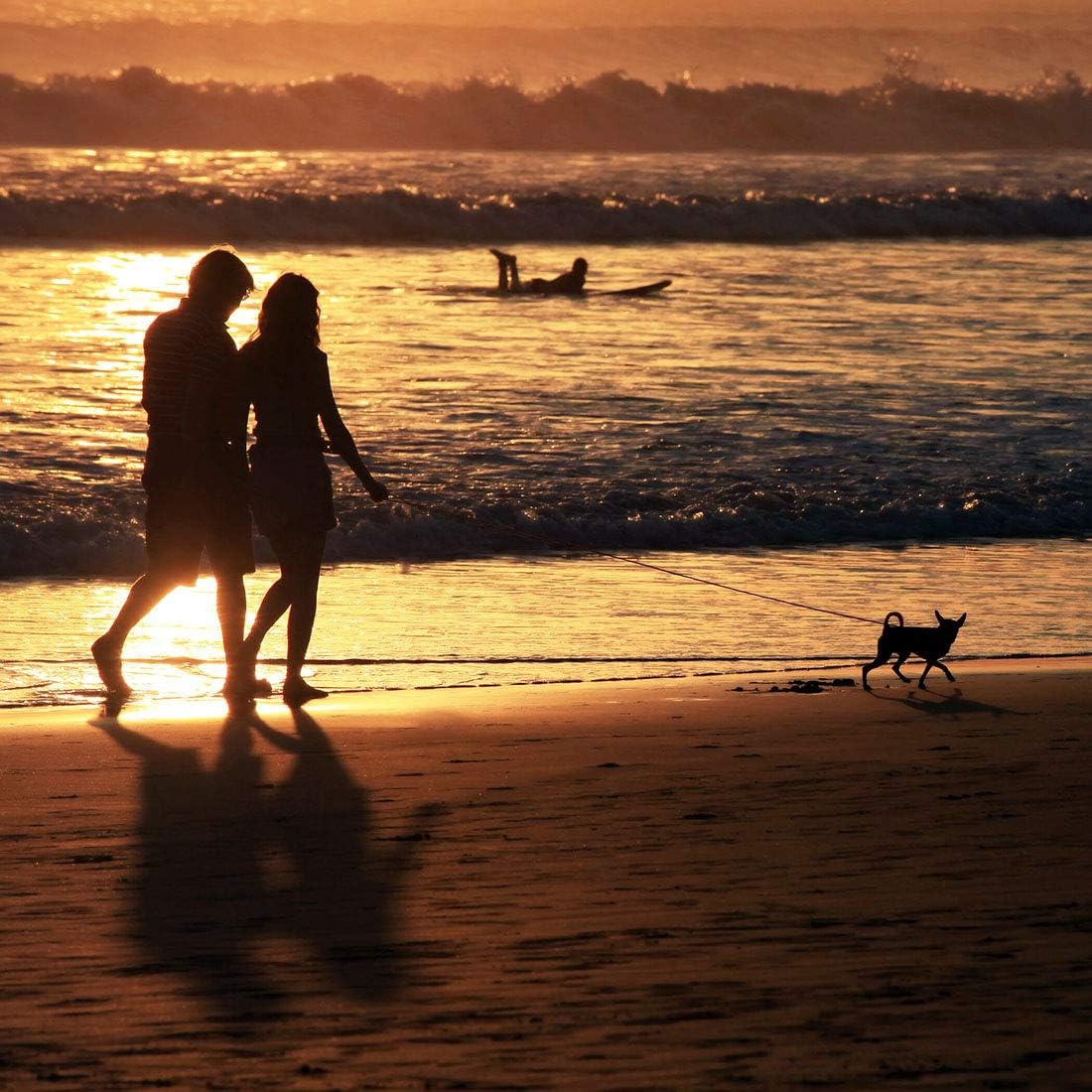 Dog Training Leash with Comfortable Handle V1188-ALL41-00269