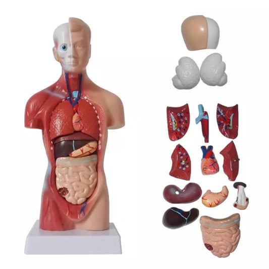 Human Torso Anatomical Model with Internal Organs 28cm Unisex V1188-CE06-65169