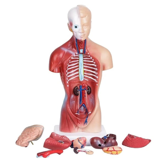 Human Torso Anatomical Model with Internal Organs 28cm Unisex V1188-CE06-65169
