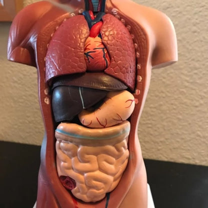 Human Torso Anatomical Model with Internal Organs 28cm Unisex V1188-CE06-65169