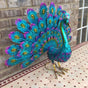 Metal Peacock Garden Decoration Weatherproof Outdoor Figurine V1188-MA60-25020-1
