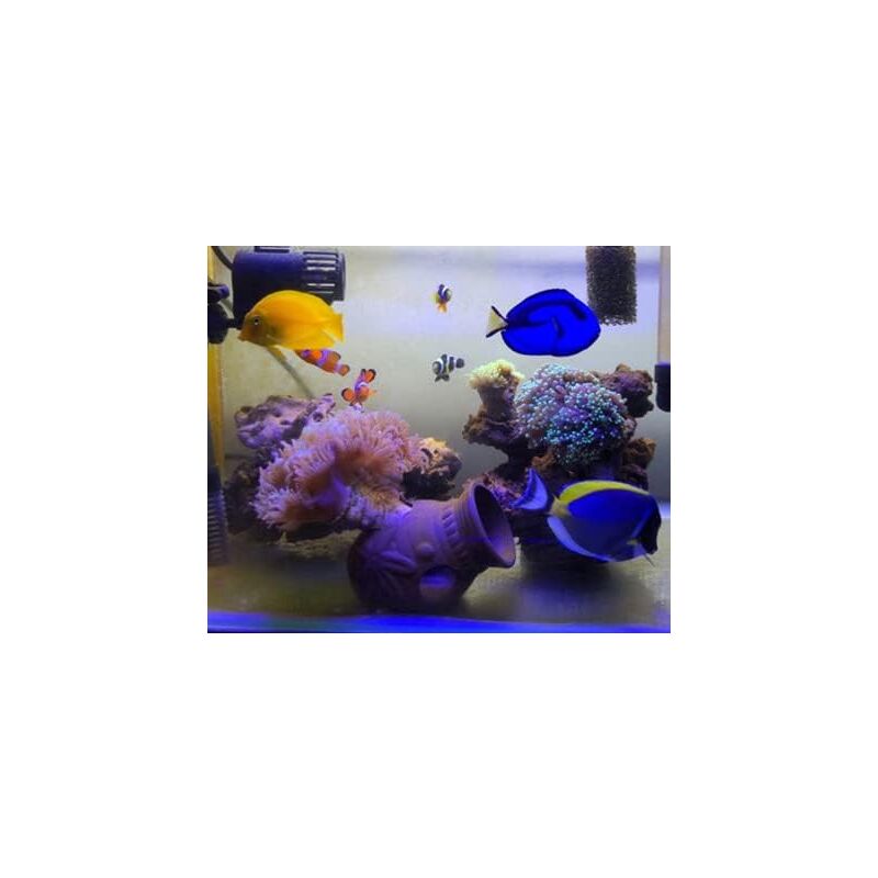 Aquarium Hideout, 2 Pieces, Aquarium Cave, Fish Hideout, Aquarium Shelter, Aquarium Decoration V1188-MS-227-1580