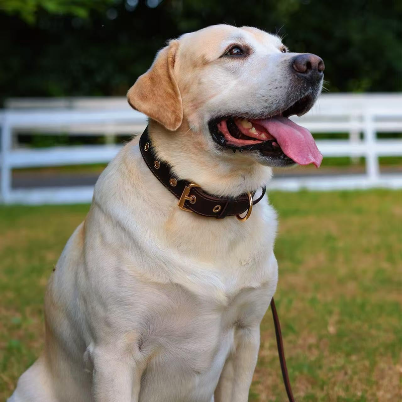 Premium Genuine Leather Dog Collar/Durable Real Leather Adjustable Collars For Male Female (size: S) V1188-MS-227-1674-2