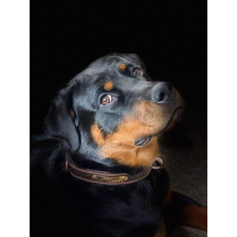 Premium Genuine Leather Dog Collar/Durable Real Leather Adjustable Collars For Male Female (size: M) V1188-MS-227-1674