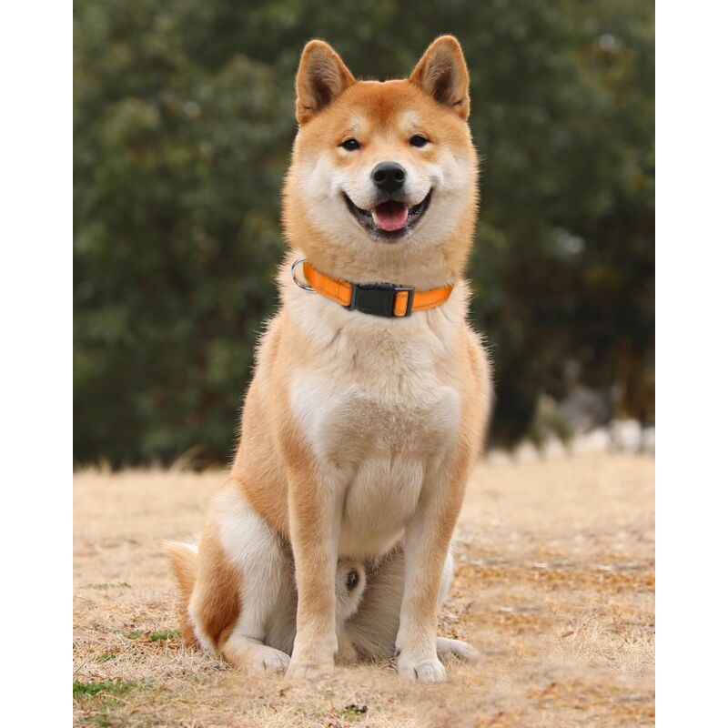 Dog Collar, Classic Adjustable Reflective Nylon Collar Suitable For Medium Dogs, Orange, 2.5Cm Width V1188-MS-227-2770