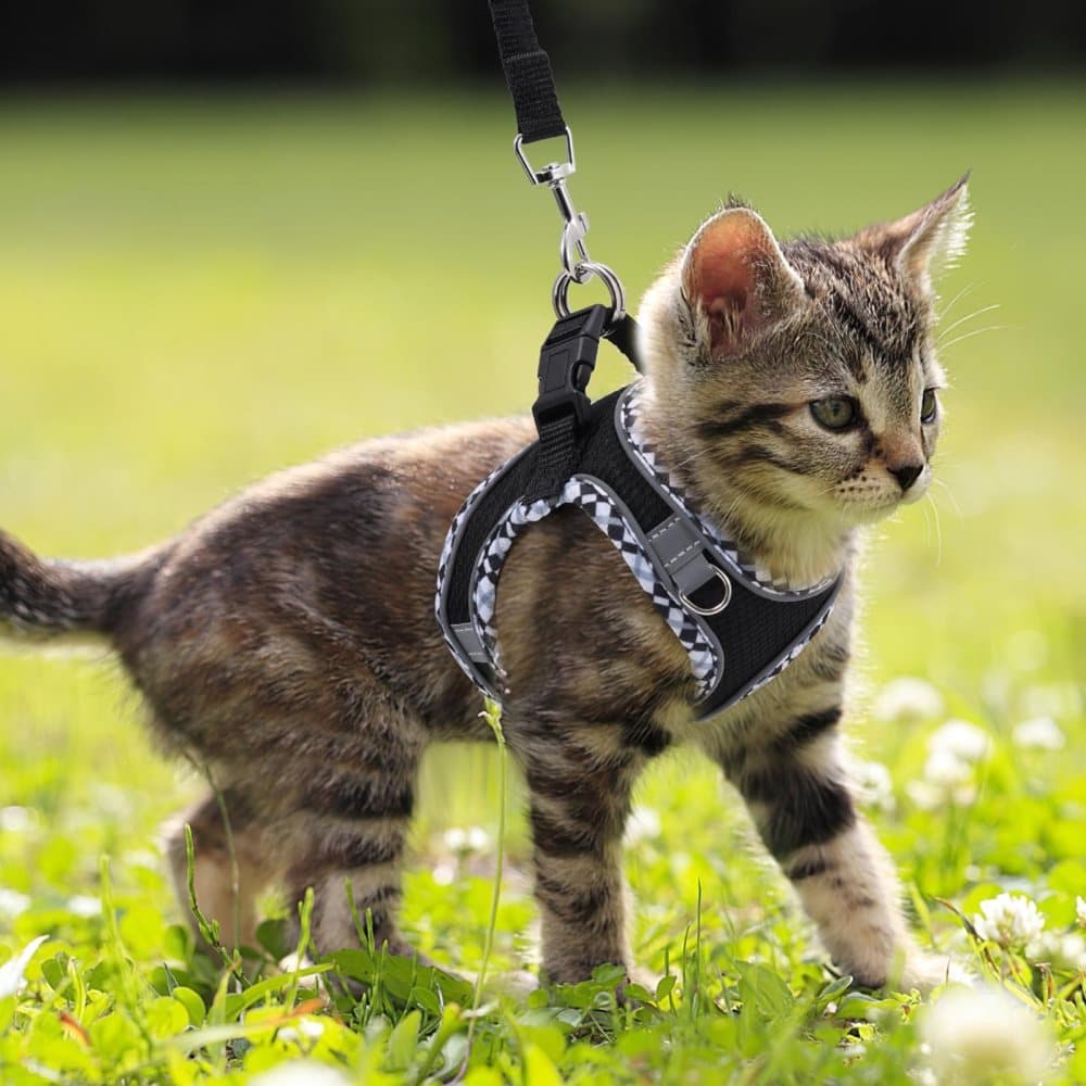 1PCS Adjustable Dog and Cat Harness with Leash Reflective Soft Secure Fit, S, Green V1188-MS-325-0864