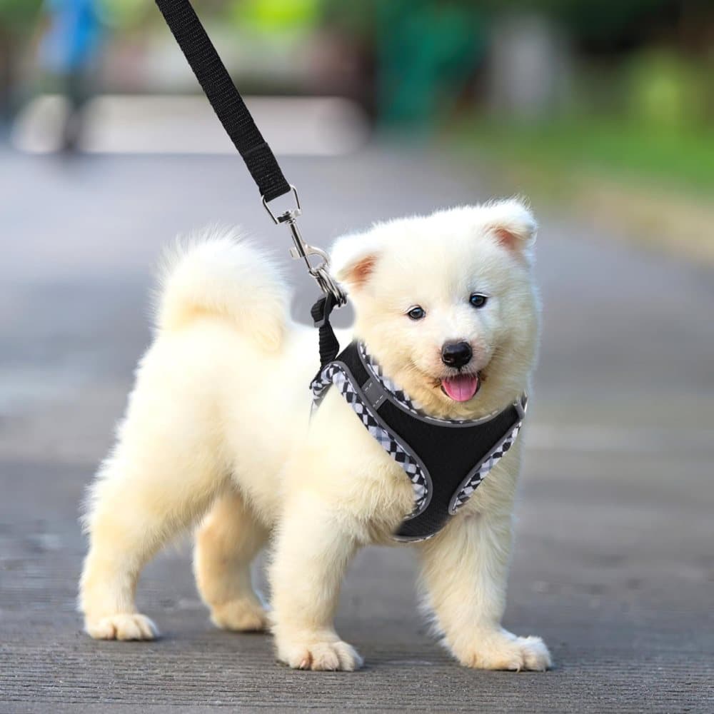 Reflective Adjustable Dog and Cat Harness with Leash, Soft and Secure Fit, XS, Black V1188-MS-325-0880