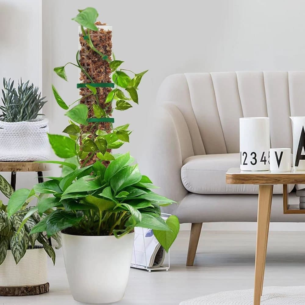 6 pcs Climbing Plant Moss Stakes with Garden Ties, Plastic, 10 Pack V1188-MS-325-1009