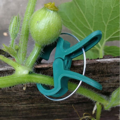 50-pack Plant Clamps for Trellis Support, 1.5 inch, 4.5cm x 6cm, Compatible with Plant Support Systems V1188-MS-325-1056