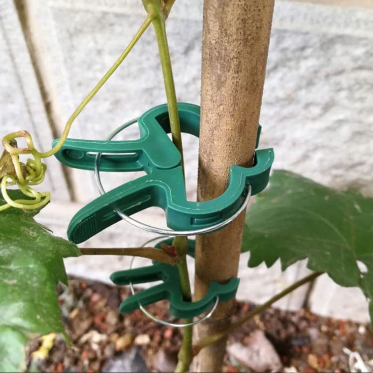 50-pack Plant Clamps for Trellis Support, 1.5 inch, 4.5cm x 6cm, Compatible with Plant Support Systems V1188-MS-325-1056