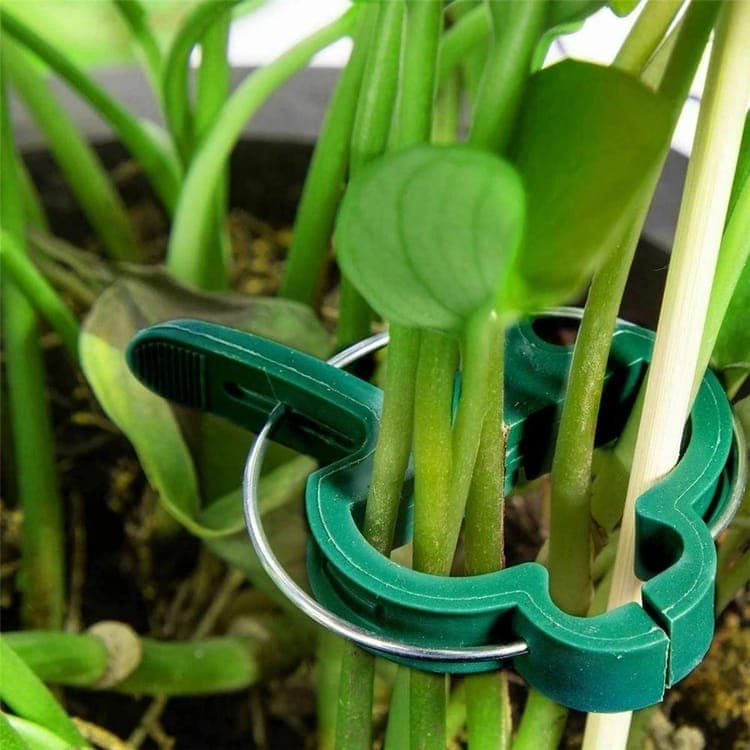 50-pack Plant Clamps for Trellis Support, 1.5 inch, 4.5cm x 6cm, Compatible with Plant Support Systems V1188-MS-325-1056