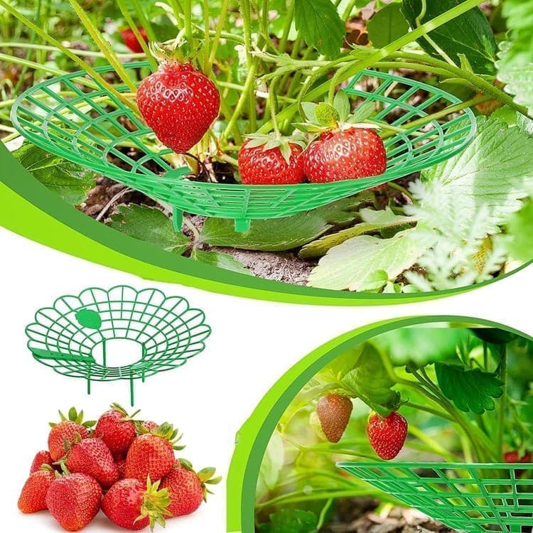 10-Pack Strawberry Holder Plant Support for Strawberries and Vegetables, 10.2 Inches V1188-MS-325-1228