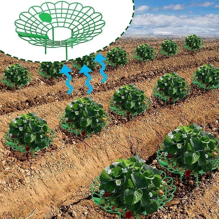10-Pack Strawberry Holder Plant Support for Strawberries and Vegetables, 10.2 Inches V1188-MS-325-1228