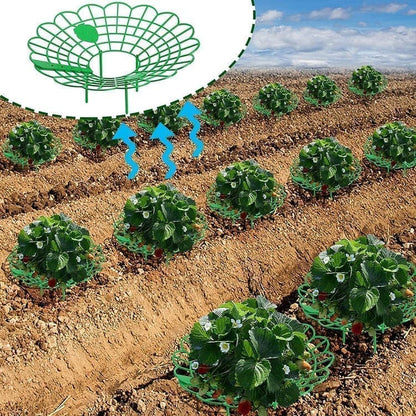 10-Pack Strawberry Holder Plant Support for Strawberries and Vegetables, 10.2 Inches V1188-MS-325-1228