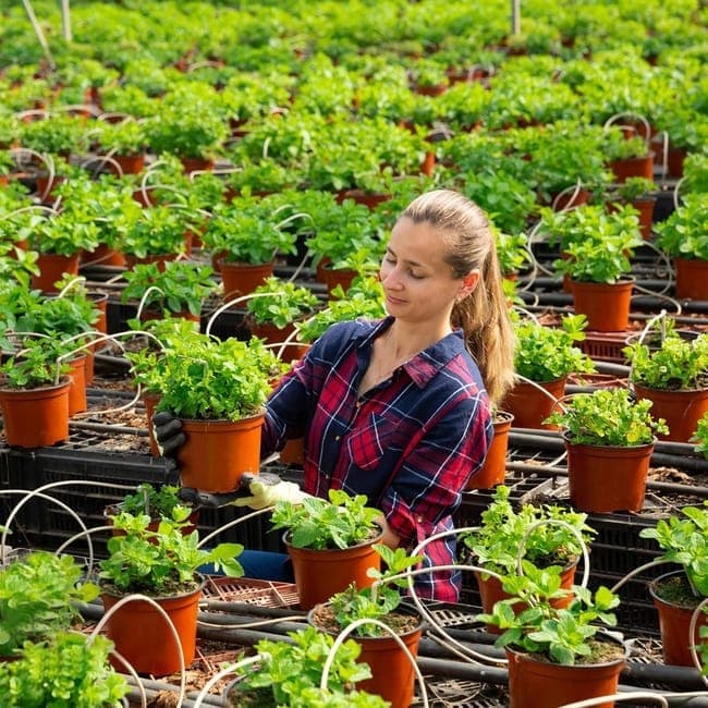 100pcs Reusable Plastic Planting Pots for Indoor and Outdoor Flower Growing, 110mm V1188-MS-325-1235