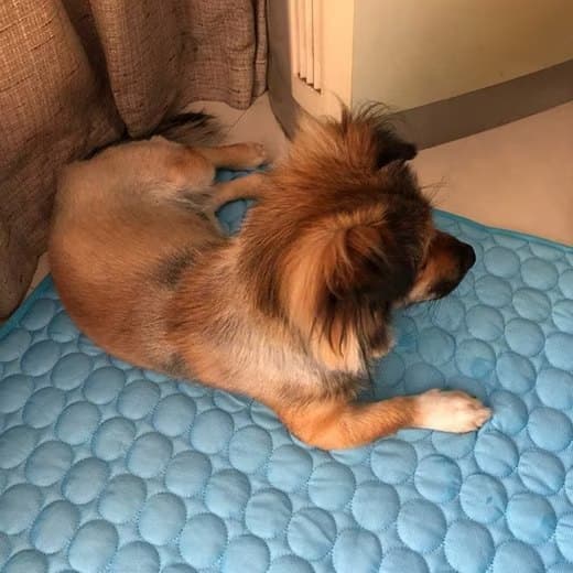 50x40cm Cooling Mat for Dogs and Cats, Breathable, Multiple Colors Available, Blue V1188-MS-325-1742