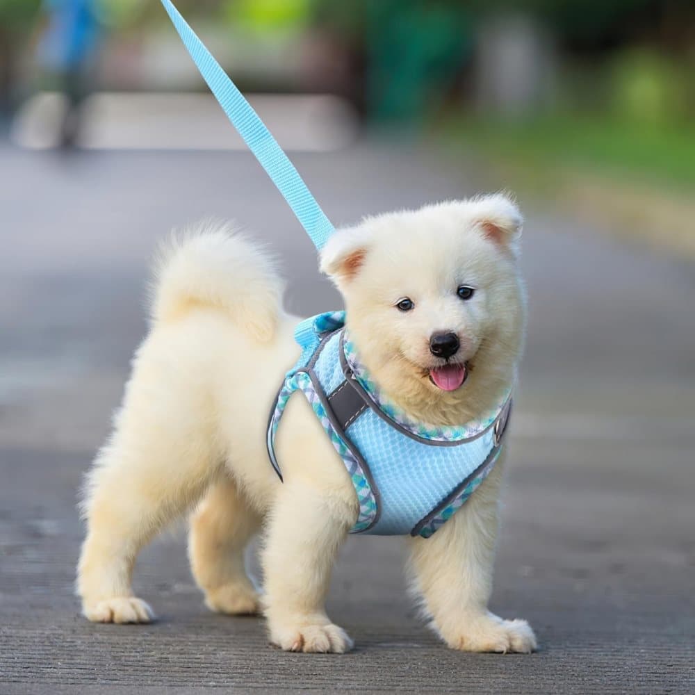 1 Adjustable Pet Harness for Cat and Dog with Reflector and Leash, Soft Comfortable Vest Design Anti-Escape, V1188-MS-325-2051