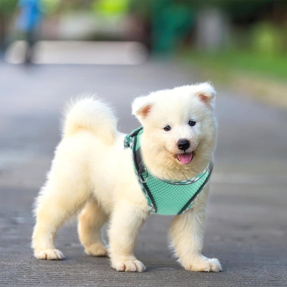 Adjustable Pet Harness with Reflector and Leash for Cat and Dog, Soft Comfortable Vest Design Anti-Escape, M, V1188-MS-325-2054