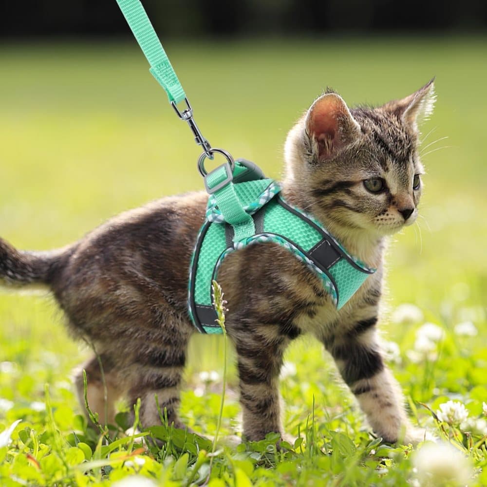1 Adjustable Pet Harness with Reflector and Leash for Cat and Dog, Soft Comfortable Vest Design Anti-Escape, V1188-MS-325-2055