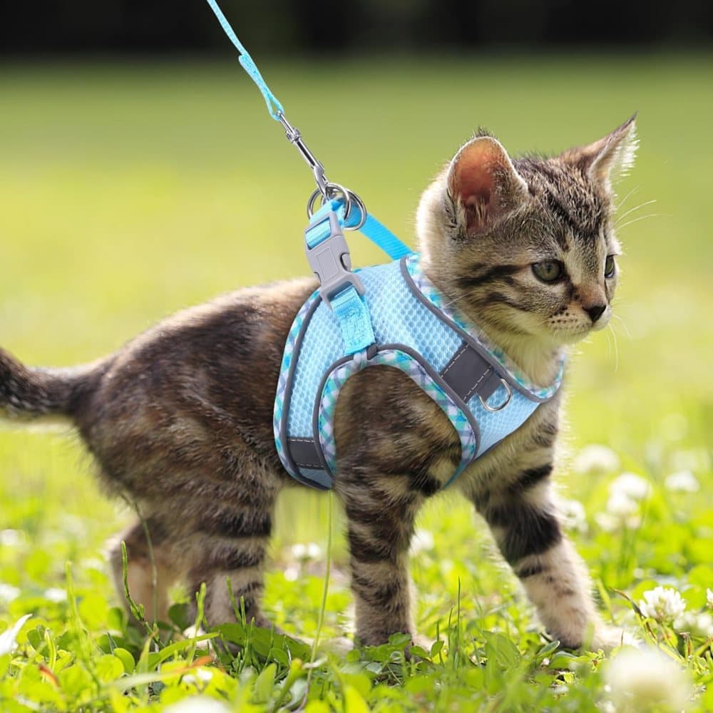 1 Adjustable Pet Harness with Reflector and Leash for Cat and Dogs, Soft Comfortable Vest Design Anti-Escape, V1188-MS-325-2056