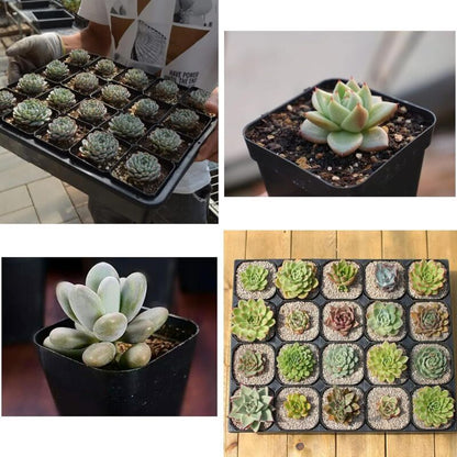 100 Pieces Plastic Square Nursery Seedling Pots Reusable, 7 cm V1188-MS-527-076