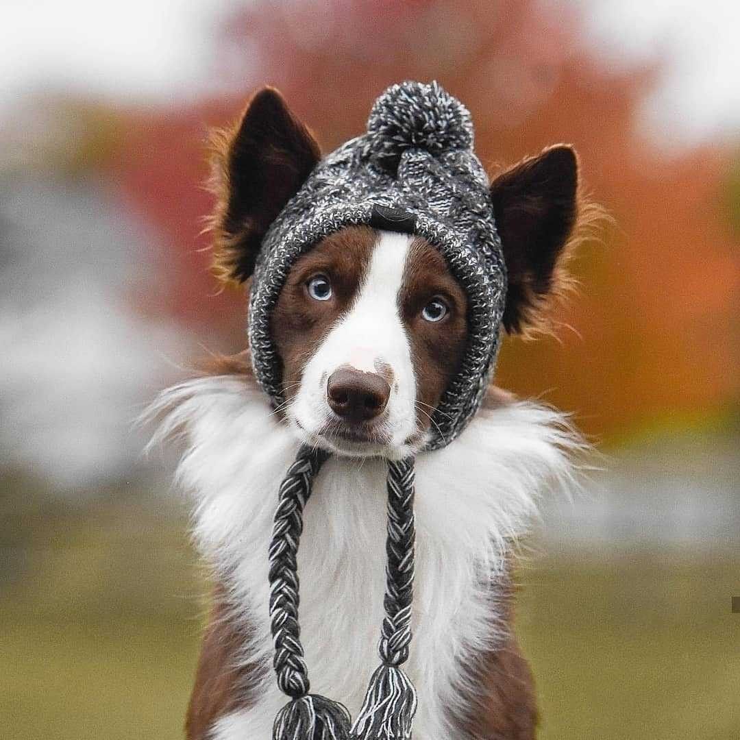 Dog Hat Knitted Windproof Winter Pom Hat, Black, L V1188-MS-611-103