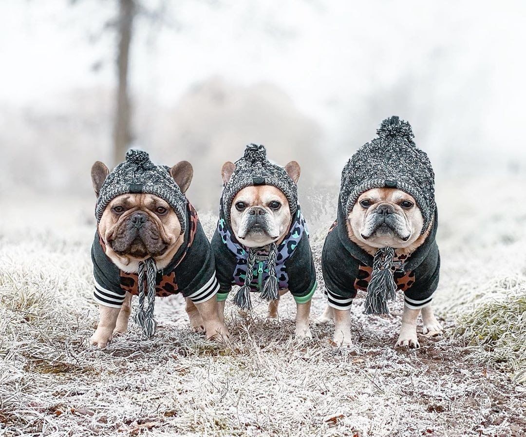 Dog Hat Knitted Windproof Winter Pom Hat, Black, S V1188-MS-611-105